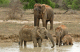 Elefanten beim Bad